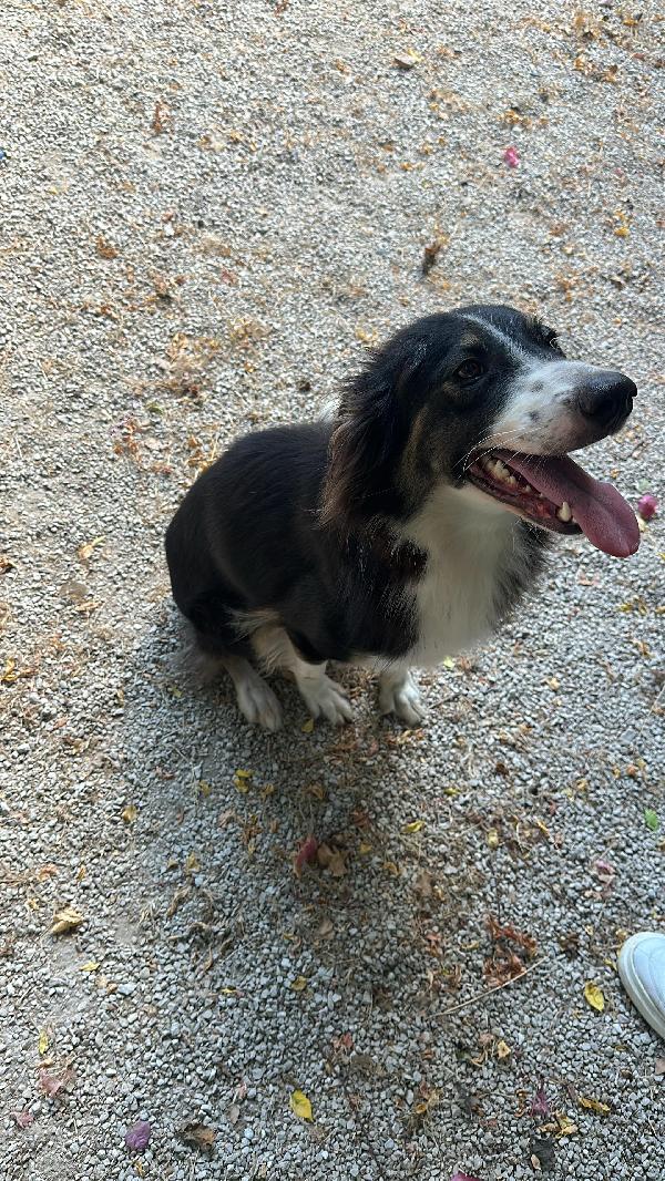 Mila, una Border Collie da adottare Foto 4
